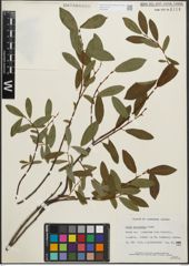 Foto von Salix planifolia Pursh